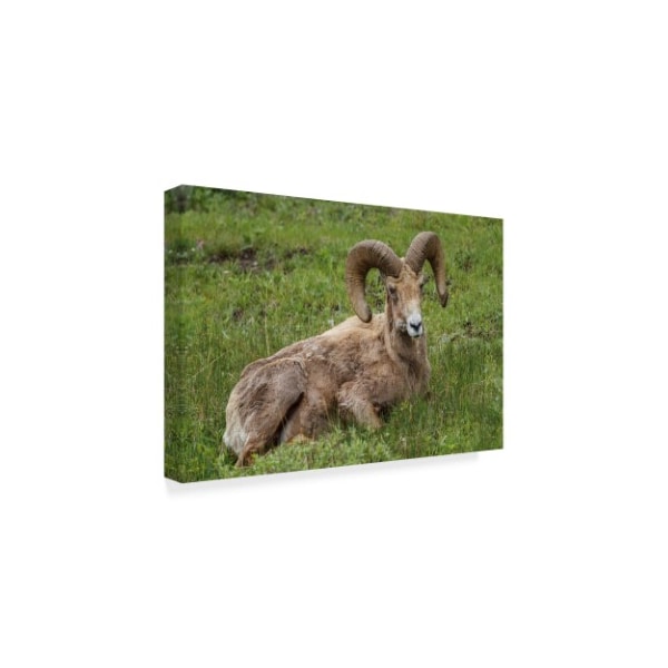 Galloimages Online 'Big Horn Ram Yellowstone' Canvas Art,16x24